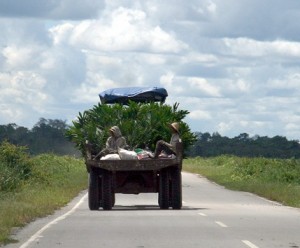 oil palm 6