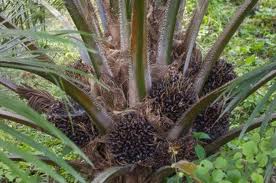 oil palm4