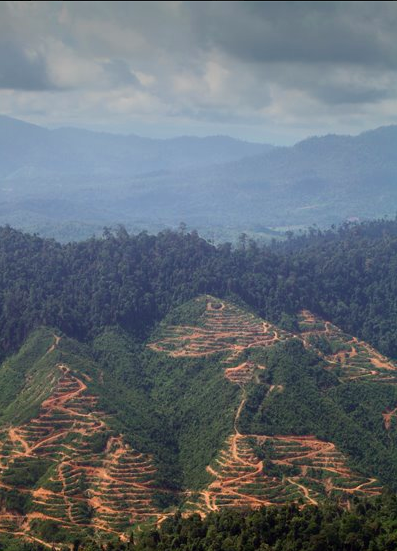 deforestation sabah