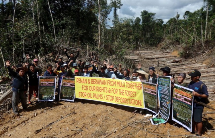 The Mulu tribes are just the latest to be railroaded out of their lands for the benefit of the Taib family