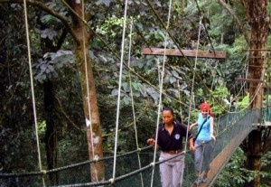 forest fun 2