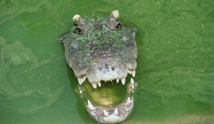 crocodile-1