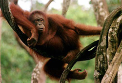 orang utan