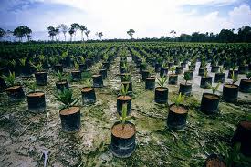 oil palm 3