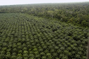 oil-palm-plantation-vl
