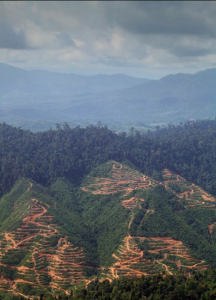 deforestation sabah