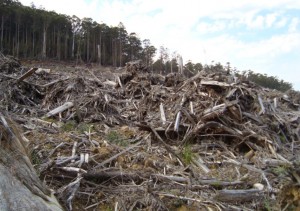tasmanian destruction