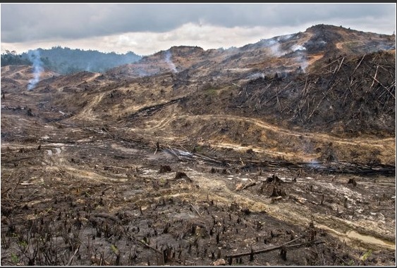 deforestation 2
