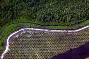 oil-palm-plantation-flickr-Wakx-466px
