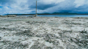 The Solomon Islands, stripped bare by companies such as Rimbunan Hijau