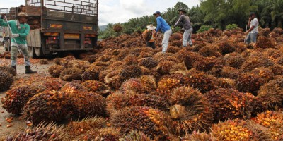Rock bottom wages for foreign workers - no profit to locals. Who wins?