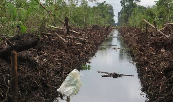 Drainage canal in a very recently cleared area