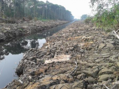 Belching carbon, draining peatland and destroying rare jungle habitats... well done KTS