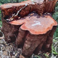 Each stump is numbered - the haul has been documented as a crime
